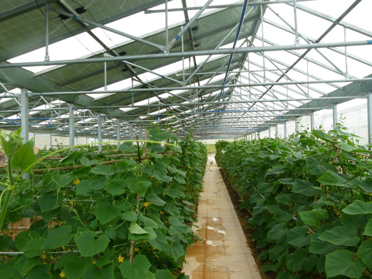 光伏農業大棚前景怎么樣，怎樣有效利用光伏農業大棚